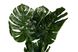 Штучна рослина - Монстера 150 см, в горщику (360511) 360511 фото 4