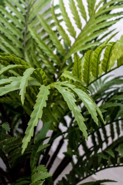 Штучна рослина - Папороть 160 см, в горщику (360528) 360528 фото