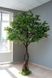 Искуственное дерево - Питоспорум 250 см, на подставке (360559) 360559 фото 6