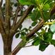 Искуственное дерево - Питоспорум 250 см, на подставке (360559) 360559 фото 3