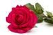 Штучна троянда-гілка, тканина, пластик, 64 см, рожева (630102) 630102 фото 2