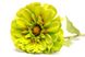 Искусственный цветок Маргаритка, ткань, пластик, 50 см, зеленый (630256) 630256 фото 2
