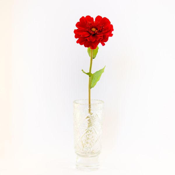 Штучна квітка Маргаритка, тканина, пластик, 50 см, червоний (630270) 630270 фото