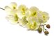 Штучна квітка Орхідея, 72 см, білий (630324) 630324 фото 2