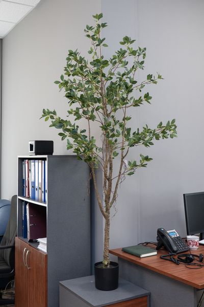Штучне дерево - Фікус 170 см, в горщику (360368) 360368 фото